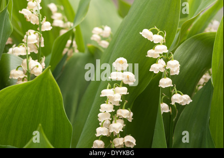 Reichlich Blumen und blühen Lilly des Tales im Frühjahr und Sommer Stockfoto