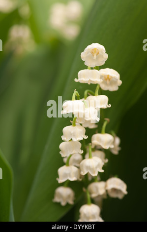 Reichlich Blumen und blühen Lilly des Tales im Frühjahr und Sommer Stockfoto