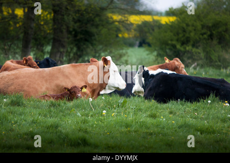 Kühe liegen im Bereich Stockfoto