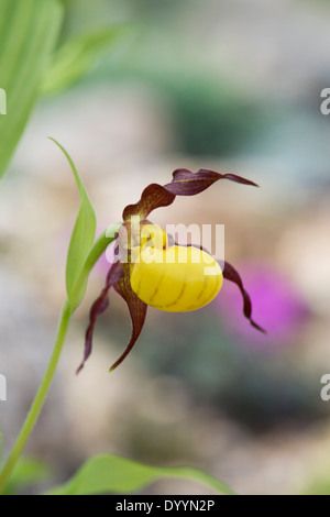 Cypripedium Parviflorum. Gelbe Ladys Slipper Orchidee. Behaarte gelbe Ladyslipper. Mokassin-Blume Stockfoto