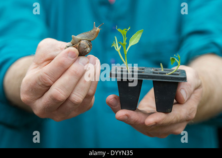 Gärtner halten eine Garten Schnecke und gegessen Pflanzensämlinge Stockfoto