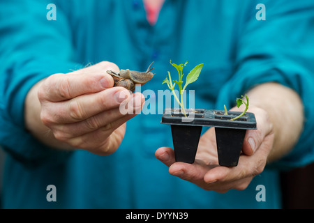 Gärtner halten eine Garten Schnecke und gegessen Pflanzensämlinge Stockfoto