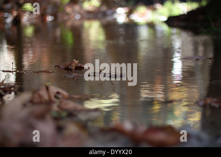 Gefallene Herbstlaub im Wasser. Stockfoto