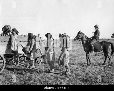 Landwirtschaft in der sogenannten Wartheland, 1941 Stockfoto