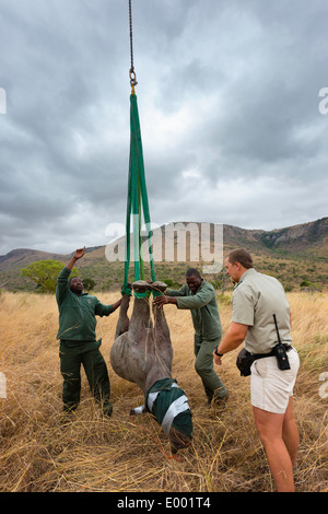 Spitzmaulnashorn (Diceros Bicornis) vorbereitet für Luftbrücke mit dem Hubschrauber. Ithala-Wildreservat. Südafrika Stockfoto