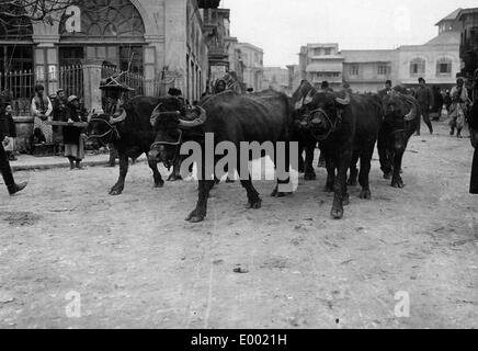 Türkische Truppen die rote Crecent im ersten Weltkrieg, 1915 Stockfoto