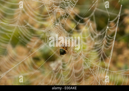 Kreuzspinne verschlingt grünen Schild Bug auf einer teilweise gesponnen mit Regentropfen beleuchtet Stockfoto