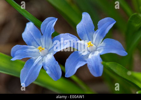 Chionodoxa Luciliae oder Ruhm des Schnees, kleine lila blaue Blüten erscheinen im späten Winter und frühen Frühling. Stockfoto