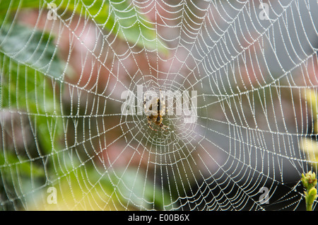 Kreuzspinne im Zentrum einer glitzernden Web Stockfoto