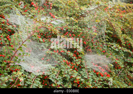 Spinnweben auf Zwergmispel drapiert mit roten Beeren im Frühherbst Stockfoto