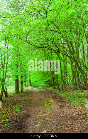 Weg aber Strand Bäume im Frühling. Wald des Dekans, Gloucestershire, England. Stockfoto