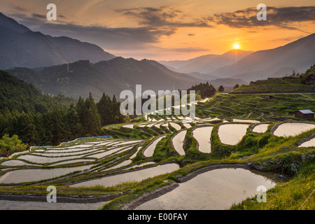 Japanischer Reisterrassen bei Sonnenuntergang. Maruyama-Senmaida, Kumano, Japan. Stockfoto