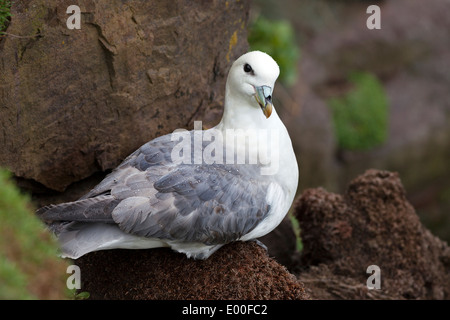 Fulmar Fulmarus Cyclopoida Handa Insel Scotland UK Stockfoto