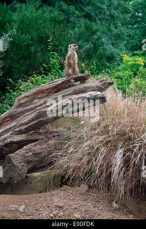 Erdmännchen im Zoo von Edinburgh. Foto von Kim Craig. Stockfoto