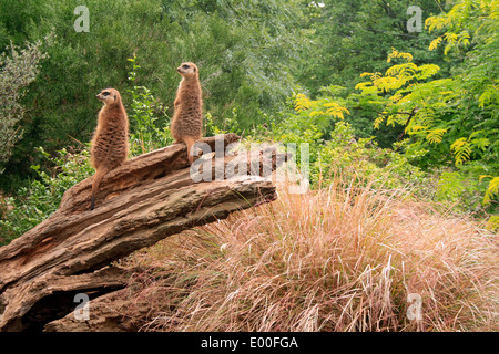 Erdmännchen im Zoo von Edinburgh. Foto von Kim Craig. Stockfoto