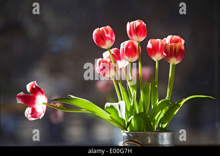 Eine Vase mit roten und weißen Tulpen in einem Fenster in der Sonne sitzen Stockfoto