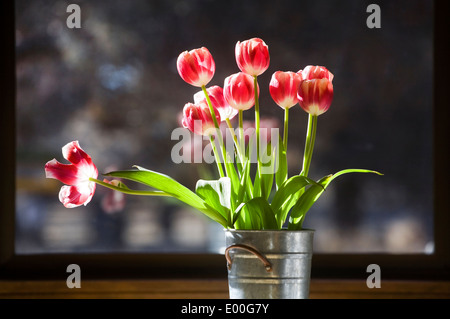 Eine Vase mit roten und weißen Tulpen in einem Fenster in der Sonne sitzen Stockfoto