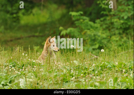 Ein junger Kojote (Canis latrans) sitzt im Gras. Stockfoto