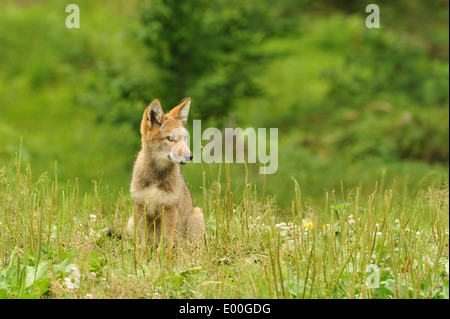 Ein junger Kojote (Canis latrans) sitzt im Gras. Stockfoto