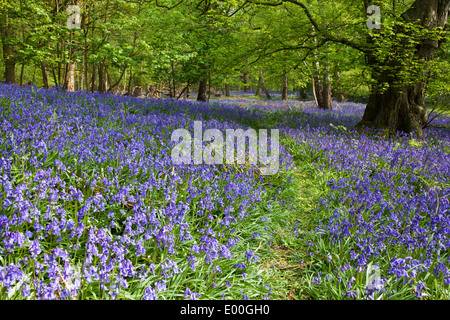 Bluebell Pfad, Southweald Park, Essex Stockfoto