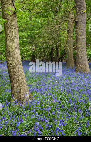 Bluebell Gelände, Southweald Park, Essex Stockfoto