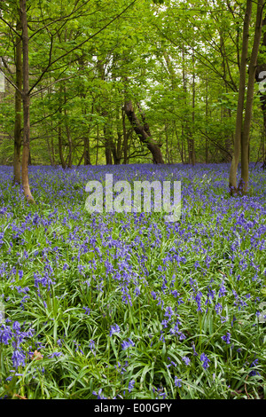 Bluebell Gelände, Southweald Park Stockfoto