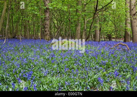 Bluebell Gelände, Southweald Park, Essex Stockfoto