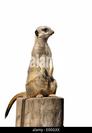 Ein Erdmännchen Sentry sitzen auf einem Baumstumpf. Weißer Pfosten Farm Nottinghamshire England Großbritannien Stockfoto