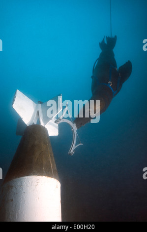 Eine kalifornische Seelöwe misst ein Gerät auf eine mock ASROC-Rakete unter Wasser. Stockfoto
