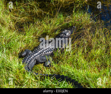 Young American Alligator (Alligator Mississippiensis), von Seite der Shark Valley Rundweg, Everglades-Nationalpark, Florida, USA Stockfoto