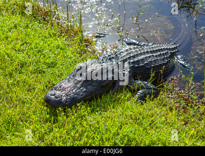 Young American Alligator (Alligator Mississippiensis), von Seite der Shark Valley Rundweg, Everglades-Nationalpark, Florida, USA Stockfoto