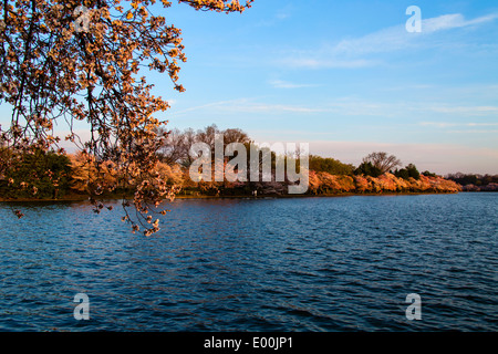 Washington Kirschblüten DC USA um Gezeitenbecken Stockfoto