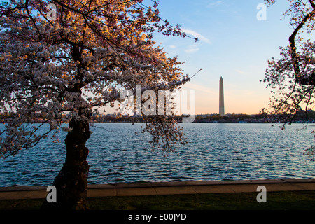 Washington Kirschblüten DC USA um Gezeitenbecken mit Washington Monument Stockfoto