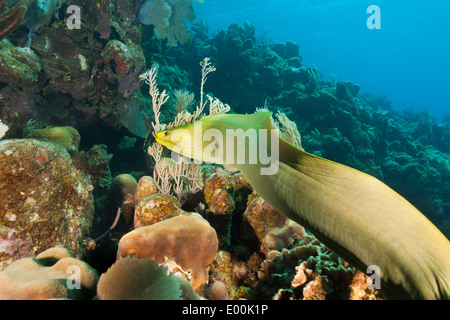 Grüne Muräne (Gymnothorax Funebris) schwimmen an einem tropischen Korallenriff vor Roatan, Honduras in Mittelamerika. Stockfoto