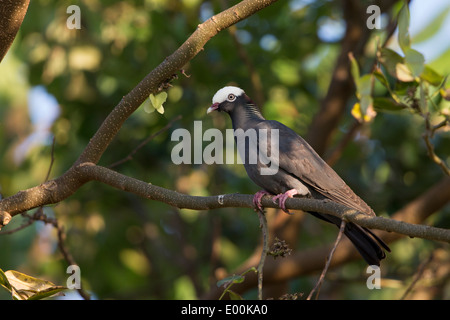 White-gekrönte Taube (Patagioenas Leucocephala) in einem Baum an Anthony's Key Resort in Roatan, Honduras. Stockfoto