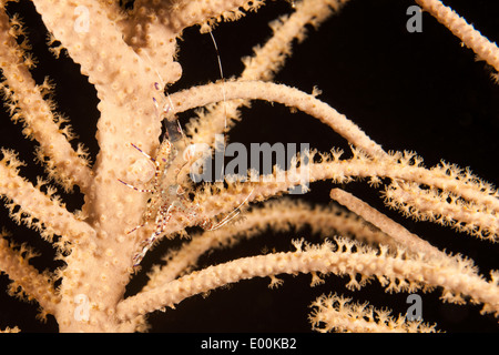 Gefleckte Putzergarnelen (Periclimenes Yucatanicus) auf eine Gorgonie vor Roatan, Honduras. Stockfoto