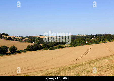 Blick gegen unten in North Downs mit Reife Getreide ernten im Sommer erntereif. Elham Tal Barham Kent England UK Großbritannien Stockfoto