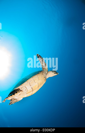 Atlantische Karettschildkröte (Eretmochelys Imbricata Imbricata) über ein tropisches Korallenriff schwimmen Stockfoto