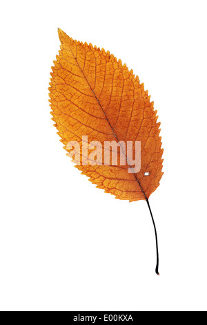 schöne orange Kirsche Herbst Blatt isoliert auf weißem Hintergrund Stockfoto