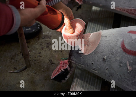 Fisch-Käufer zu inspizieren, die Qualität und die fetthaltigen Inhalt der gefrorene Thunfische vor der Auktion bei der Tokyo Metropolitan zentrale Großhandel Stockfoto