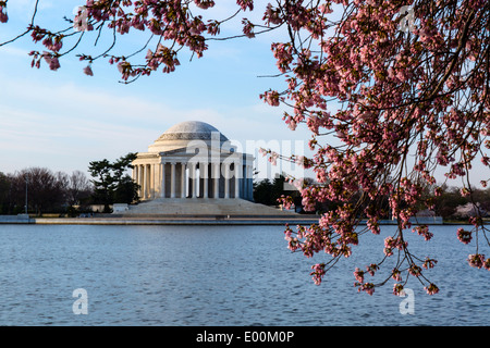 Washington DC USA Thomas Jefferson Memorial mit Kirschbäume in voller Blüte um Gezeitenbecken Stockfoto