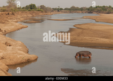 Einzelnes Nilpferd Luangwa Fluss stehend trocknen Saison Sandbänke South Luangwa Nationalpark Sambia Stockfoto