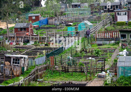 Kleingärten im Frühling bei Warriston, Edinburgh, Schottland. Stockfoto