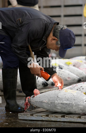 Fisch-Käufer zu inspizieren, die Qualität und die fetthaltigen Inhalt der gefrorene Thunfische vor der Auktion bei der Tokyo Metropolitan zentrale Großhandel Stockfoto