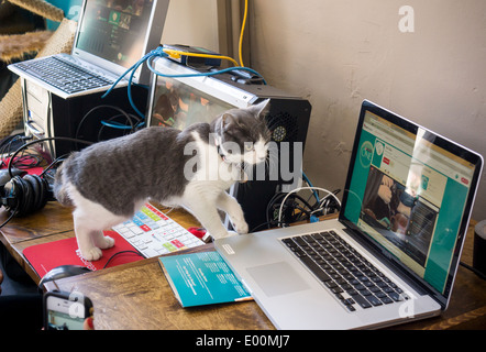 Katzenliebhaber kommen aus nah und fern zum Cat Cafe an der Bowery in New York Stockfoto