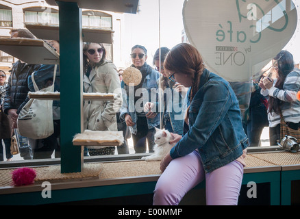 Katzenliebhaber kommen aus nah und fern zum Cat Cafe an der Bowery in New York Stockfoto