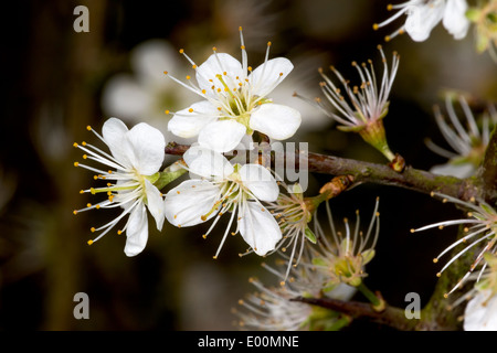 Ein Baum Schlehe (Prunus Spinosa) trägt seine letzten Blüten auf Zimt Lane in Glastonbury Stockfoto