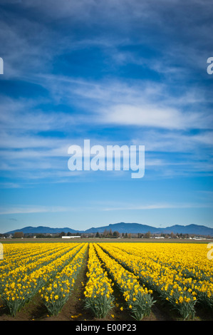 Narzissen blühen in einem RoozenGaarde-Birne-Feld in der Skagit River Valley, Washington, USA Stockfoto