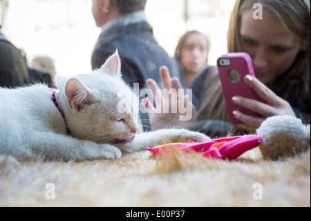 Katzenliebhaber kommen aus nah und fern zum Cat Cafe an der Bowery in New York am Tag seiner Eröffnung Stockfoto