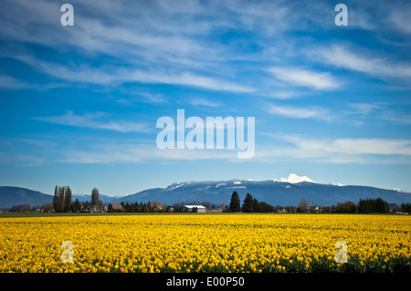 Narzissen blühen in einem RoozenGaarde-Birne-Feld in der Skagit River Valley, Washington, USA Stockfoto